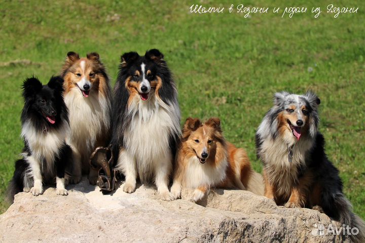 Шелти в Рязани