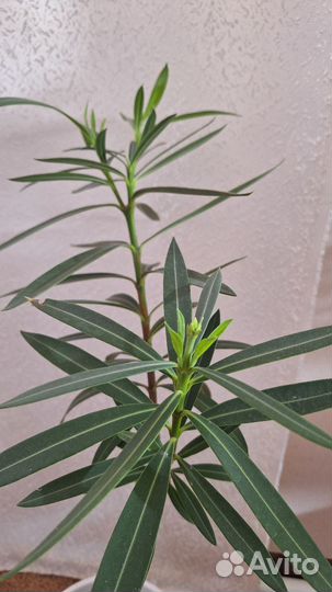 Олеандр розовый махровый