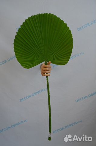 Лист Пальма веер зеленый