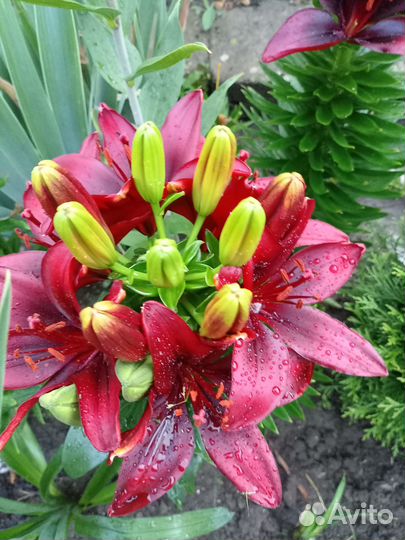 Лилии гибрит ла