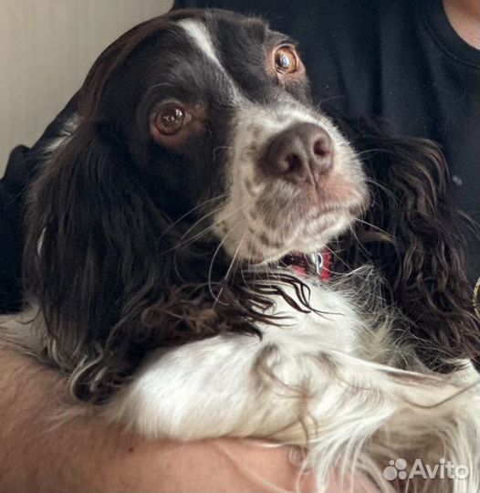 Русский спаниель