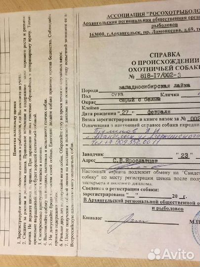 Щенки западно сибирской лайки