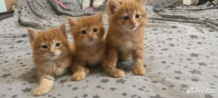 Котята в добрые руки бесплатно