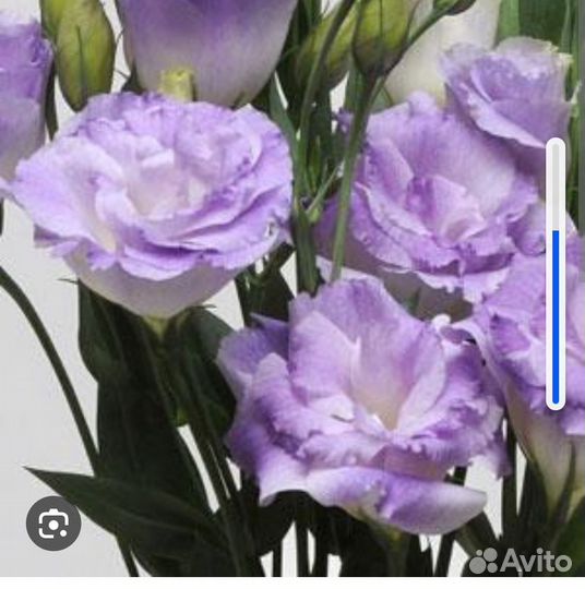 Рассада эустомы