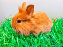 Карликовый кролик - Мега мини