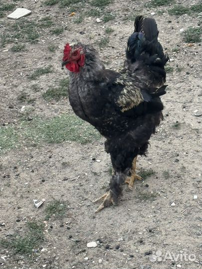 Петух брама