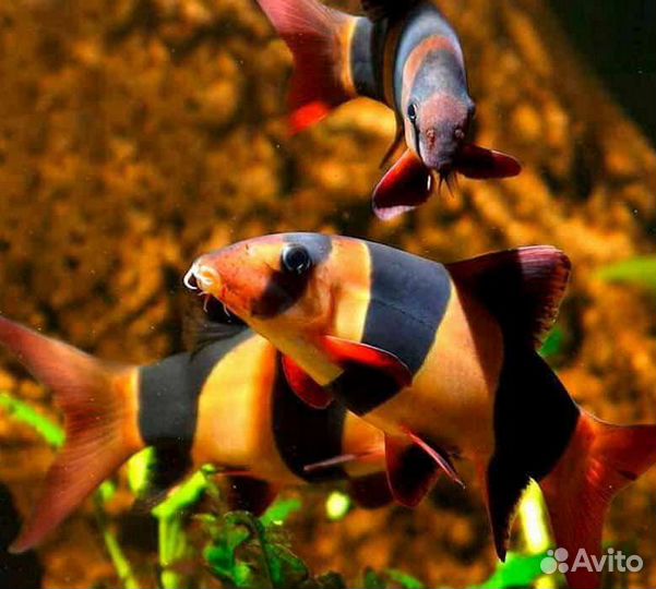 Нож, аргус, боция