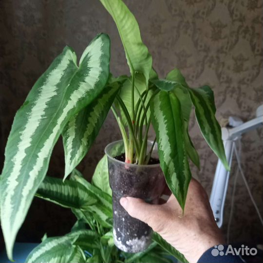 Шизматоглоттис