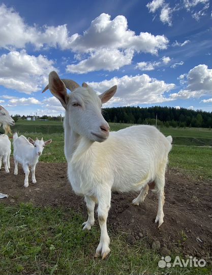 Коза дойная