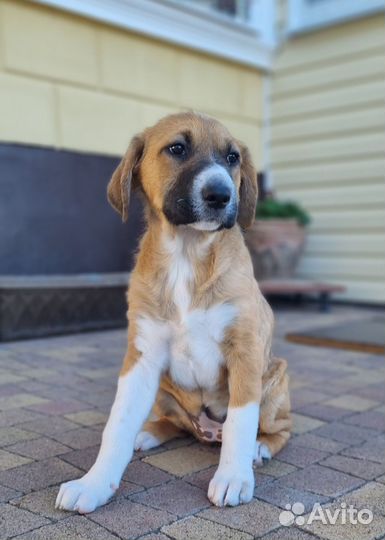 Щенок в добрые руки