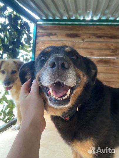 Собака в добрые руки бесплатно ищет дом из приюта