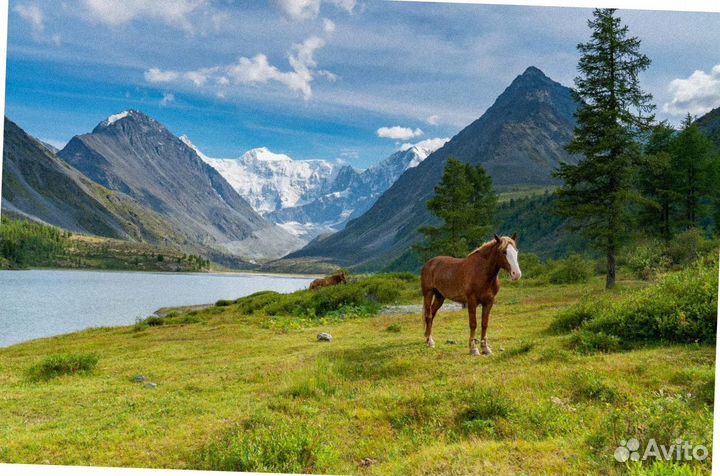 Турпутевка Алтай летом экспедиция 6-8 дн