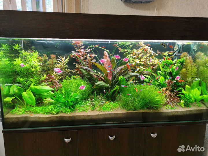 Аквариум
