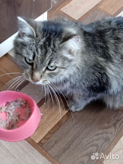 Кошка в добрые руки