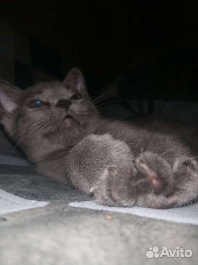 Котенок ищет дом
