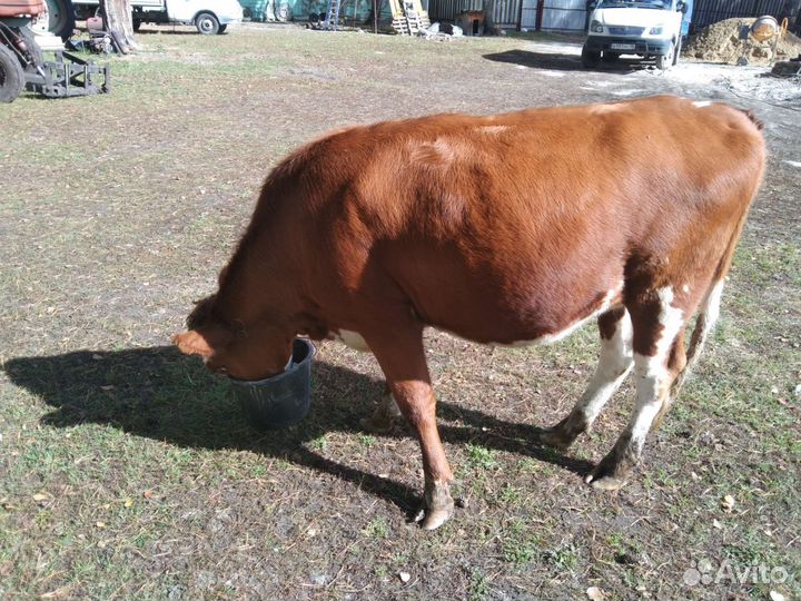 Корова телка