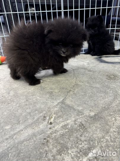 Померанский шпиц мини девочки