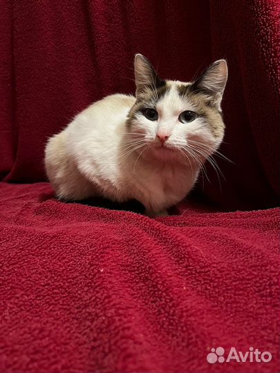 Отдадим кошечку в добрые руки