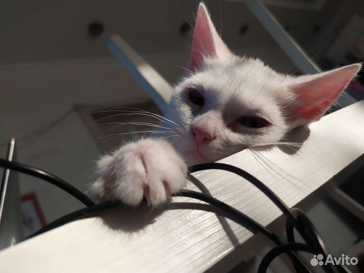 Клякса ищет дом