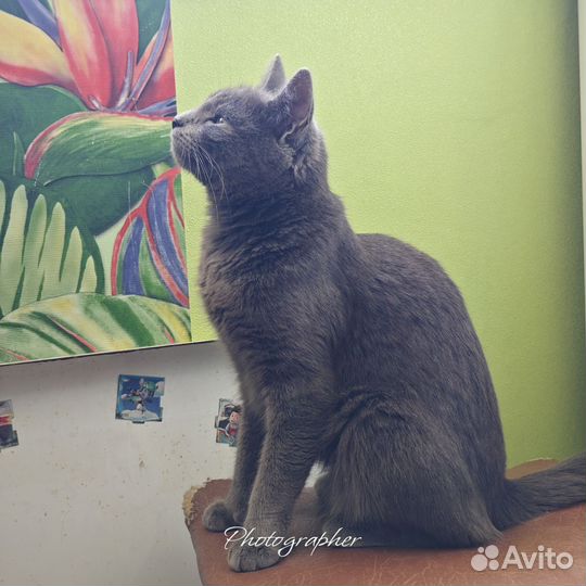 Кошка Дымка
