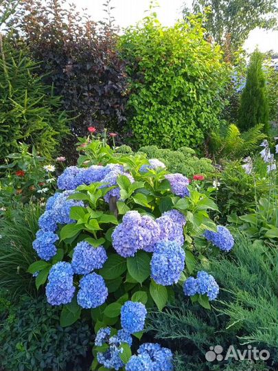 Гартензия розово-голубая, сорт Вечное лето, белая