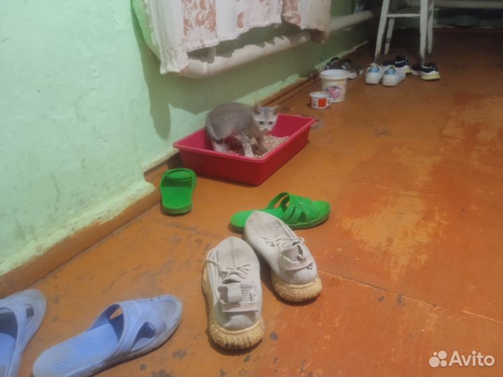 Кошка 4 месяца