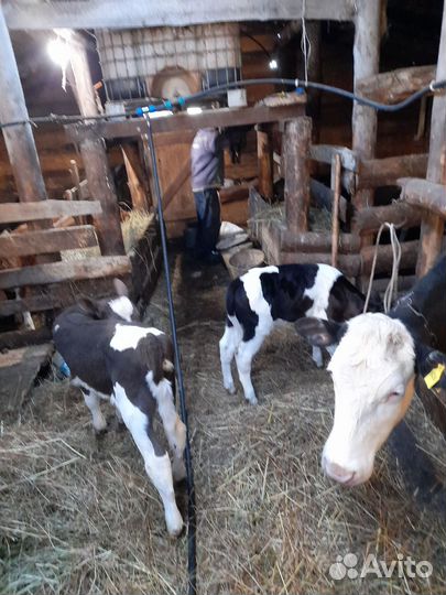 Телята телочки