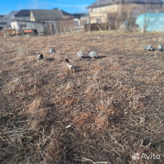 Утки тяжелые л,индийские и дикие,цесарки бролер