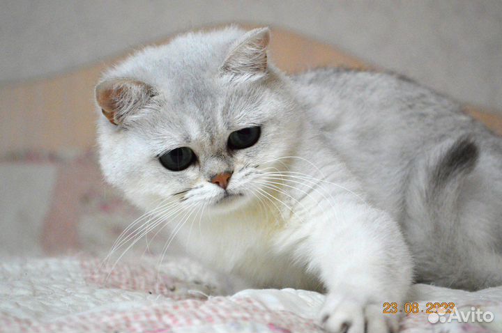 Британские леди