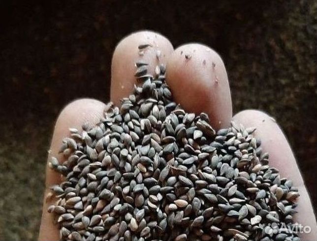 Семена / Лиственница сибирская