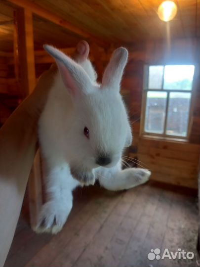 Колифорнийские кролики