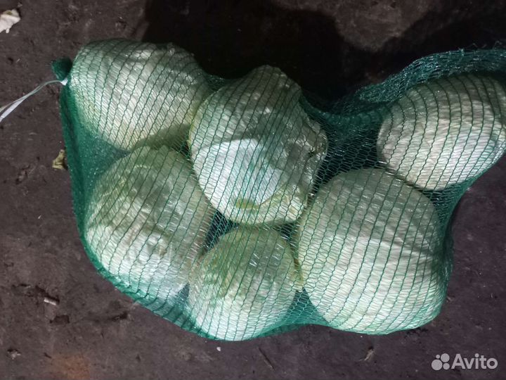 Капуста крупный