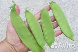 Семена гороха