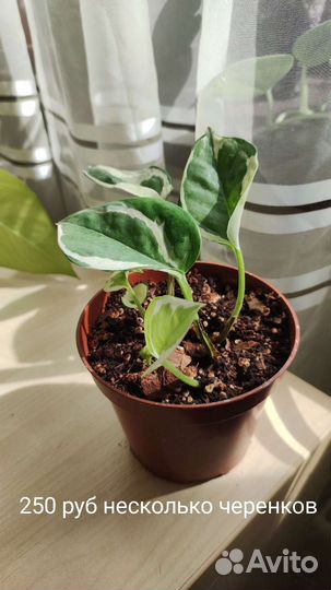 Сциндапсус н джой