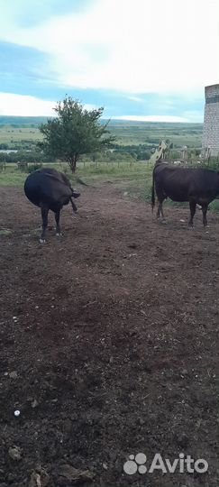 Коровы дойные