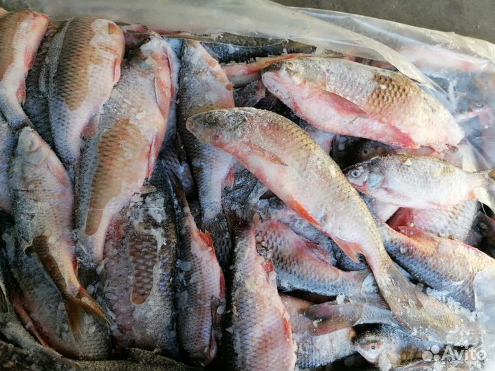 Плотва.синец свежемороженая