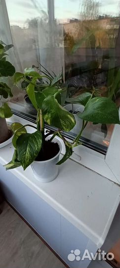 Сциндапсус