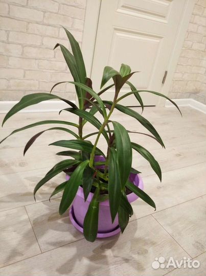 Рео, род Традесканция