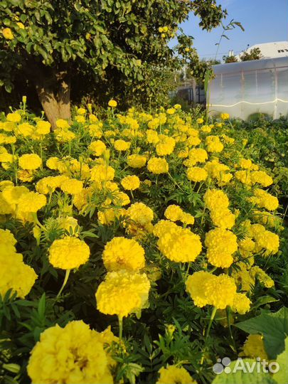 Рассада бархатцев