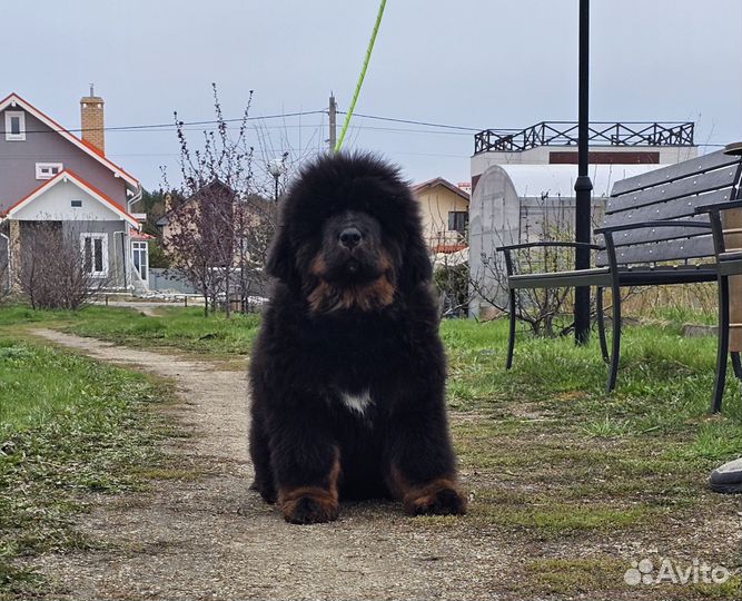 Тибетский мастиф, щенки