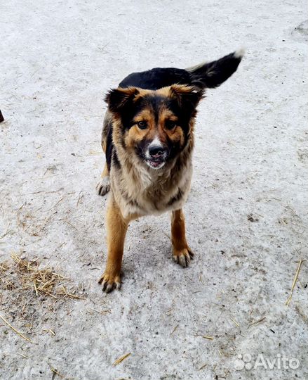 Собака в добрые руки