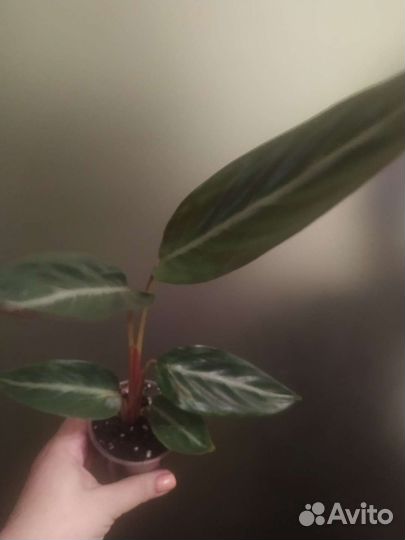 Строманта триостар