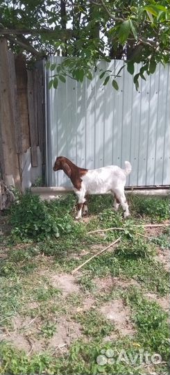 Дойная нубийская коза, козлята нубийские и камори