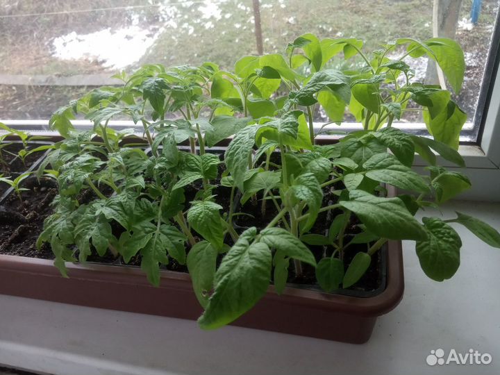 Рассада помидор