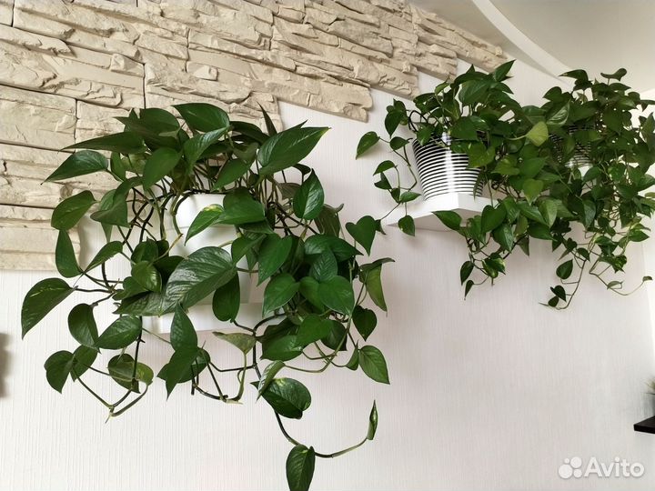 Сциндапсус