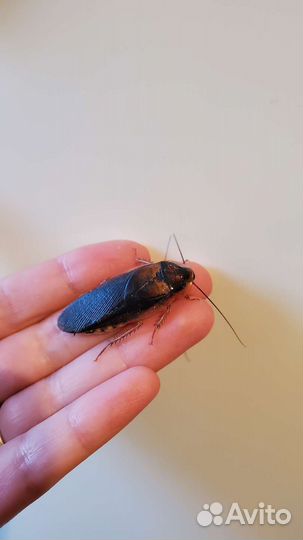 Аргентинский таракан.Blaptica Dubia