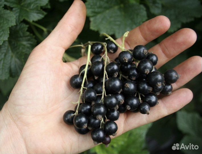 Саженцы смородины Селеченская и Русалочка