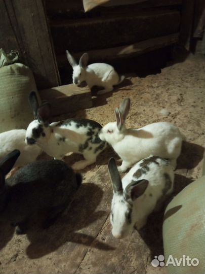 Кролики 12 шт. 5месяцев индюк 6. Петух 6 м