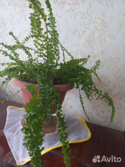 Папоротник комнатный