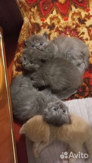 Британчики